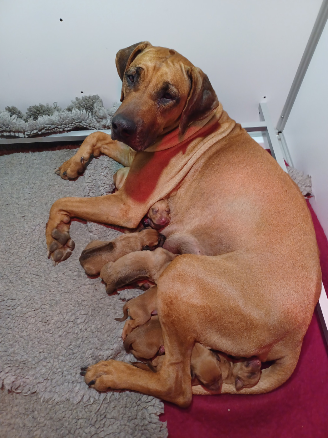 Chiot Rhodesian Ridgeback Brigitte Liottier